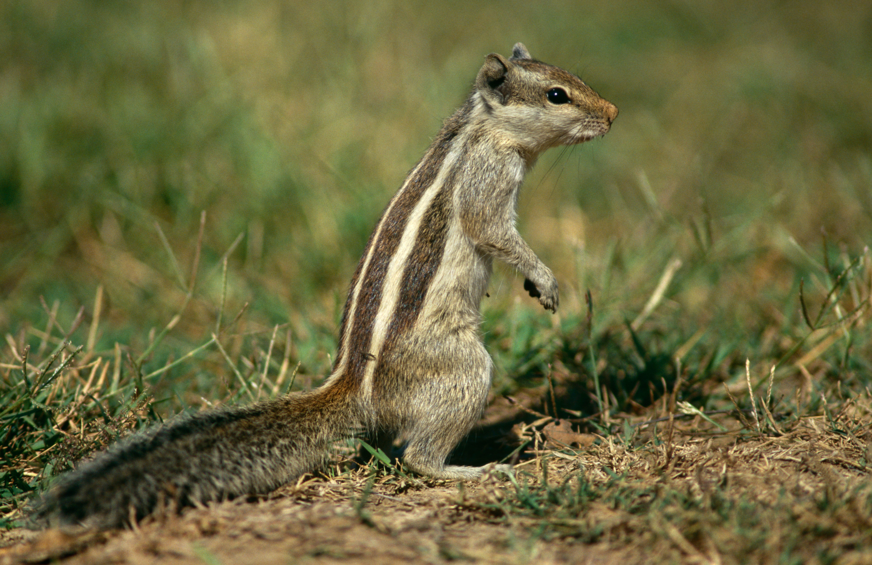 stripped squirrel in the grass