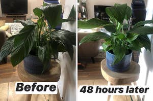 before and after plant pic 