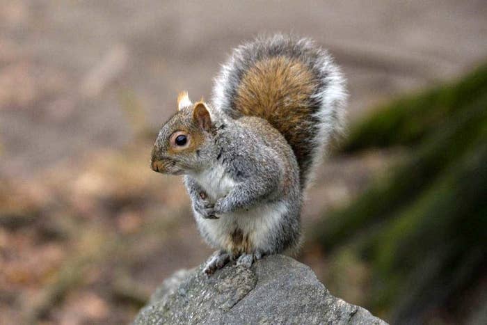 squirrel on a rock