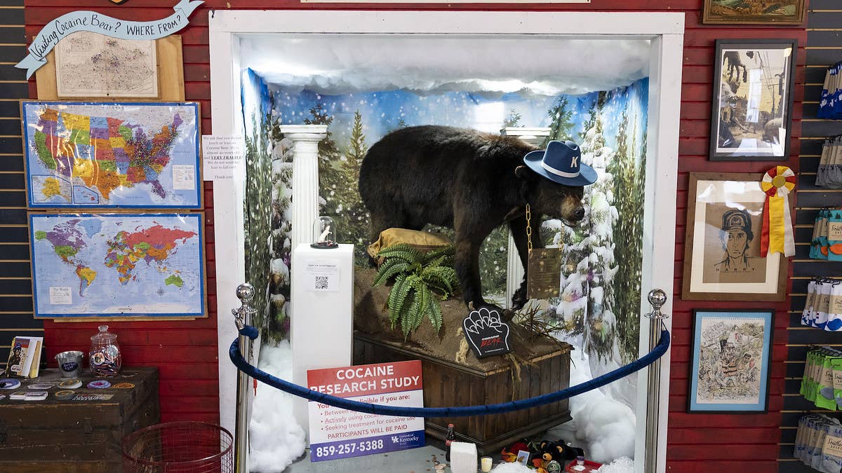 The taxidermied Cocaine Bear will help a couple tie the knot next week at a Kentucky museum after the option was suggested by a museum cofounder.