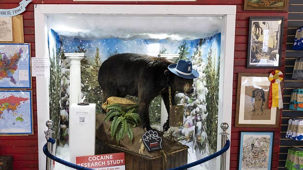 The taxidermied Cocaine Bear will help a couple tie the knot next week at a Kentucky museum after the option was suggested by a museum cofounder.