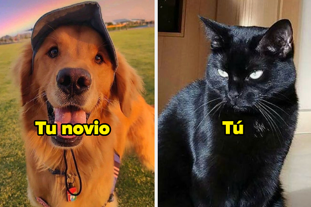 Dime Cómo Eres Con Tu Pareja Y Te Diré Si Eres El Golden Retriever O El ...