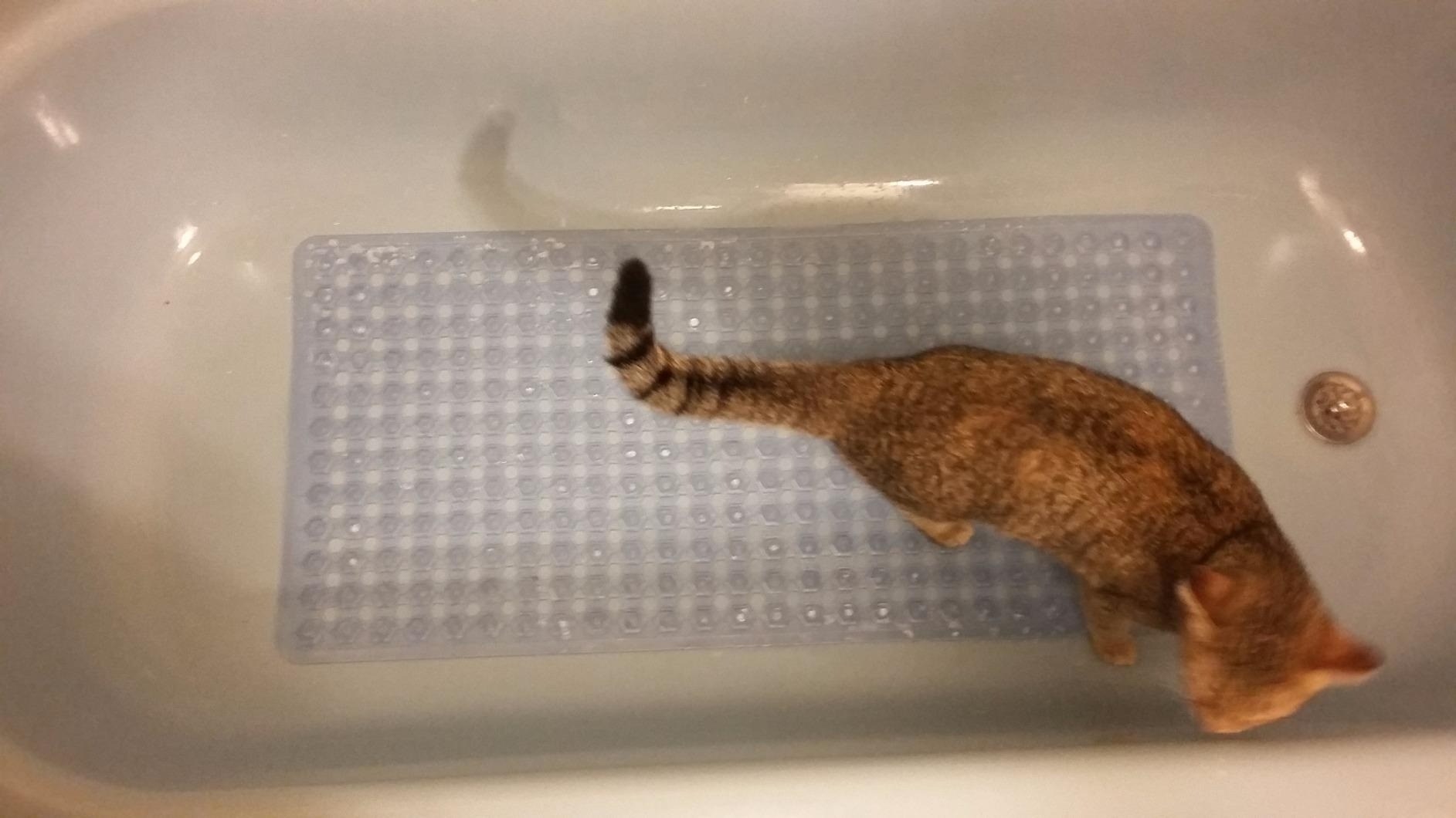 a reviewer photo of an orange cat on the clear tub mat