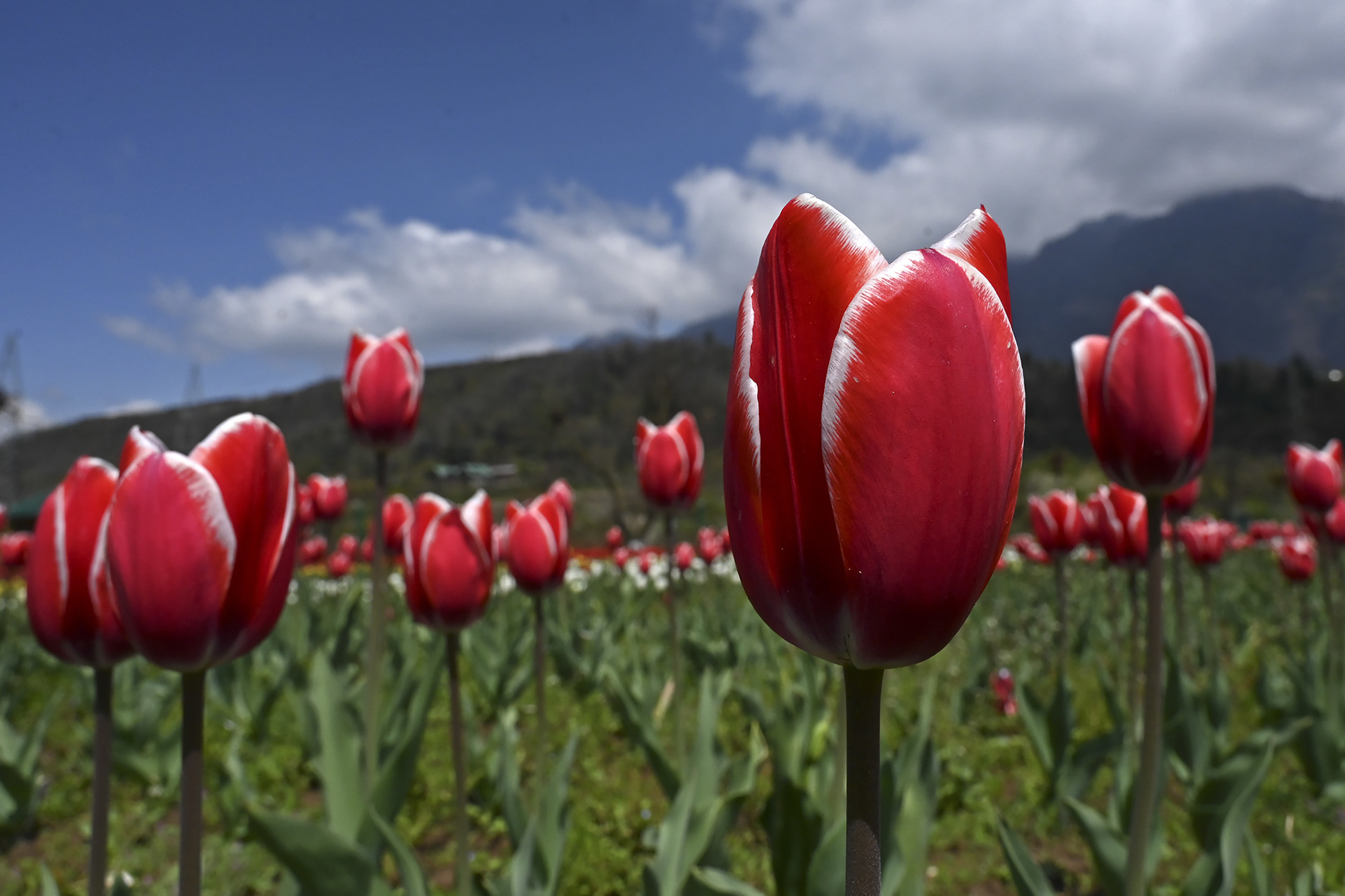 A tulip field