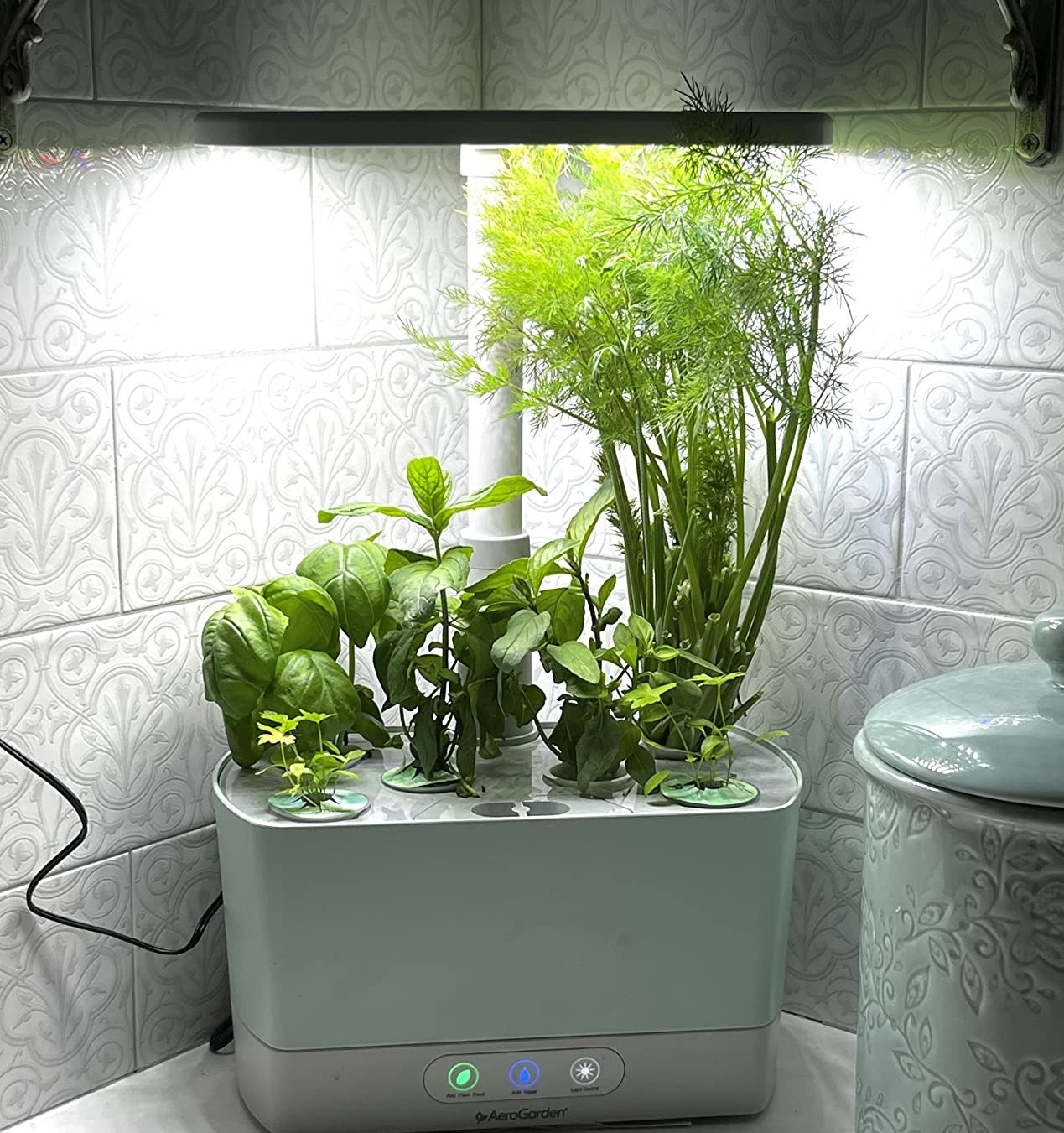 Reviewer&#x27;s AeroGarden with basil, dill, and parsley plants thriving