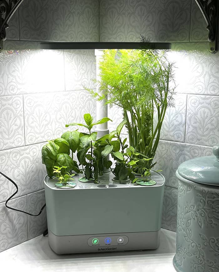 Reviewer&#x27;s AeroGarden with basil, dill, and parsley plants thriving