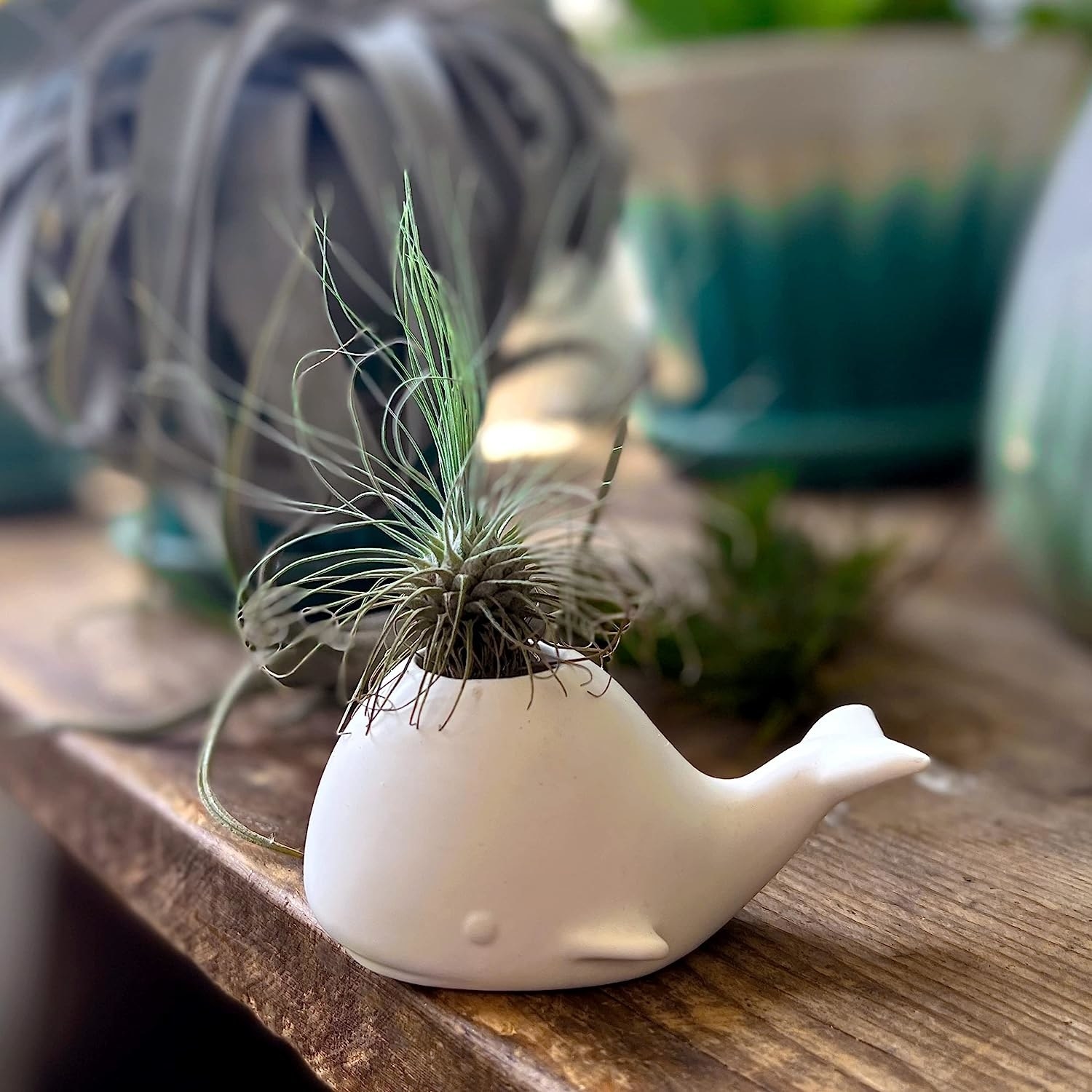 a whale shaped planter with an air plant inside