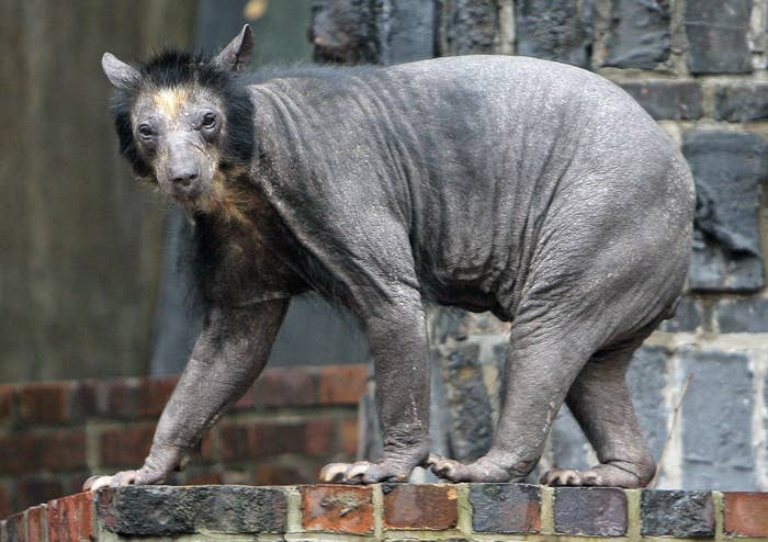 The hairless bear has wrinkly skin and a very small skull