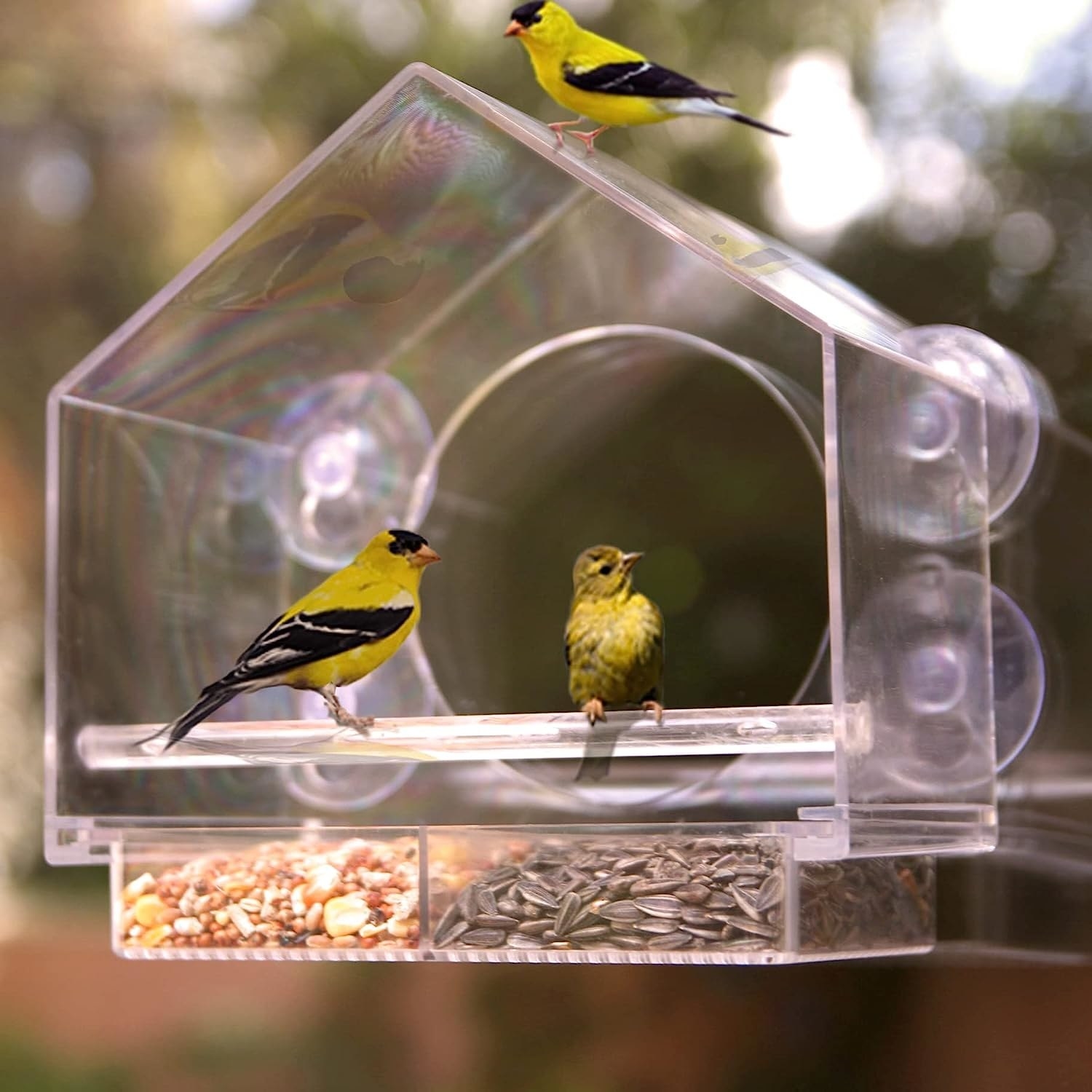 a couple of birds inside the transparent window-mounted bird feeder