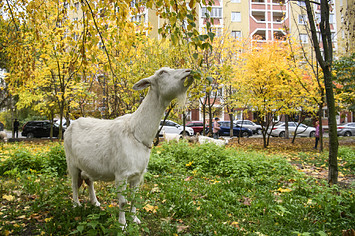 a goat grazing in a park photo