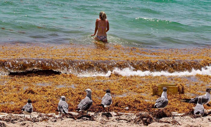 a woman wades into the ocean through a tangle of sargassum seaweed