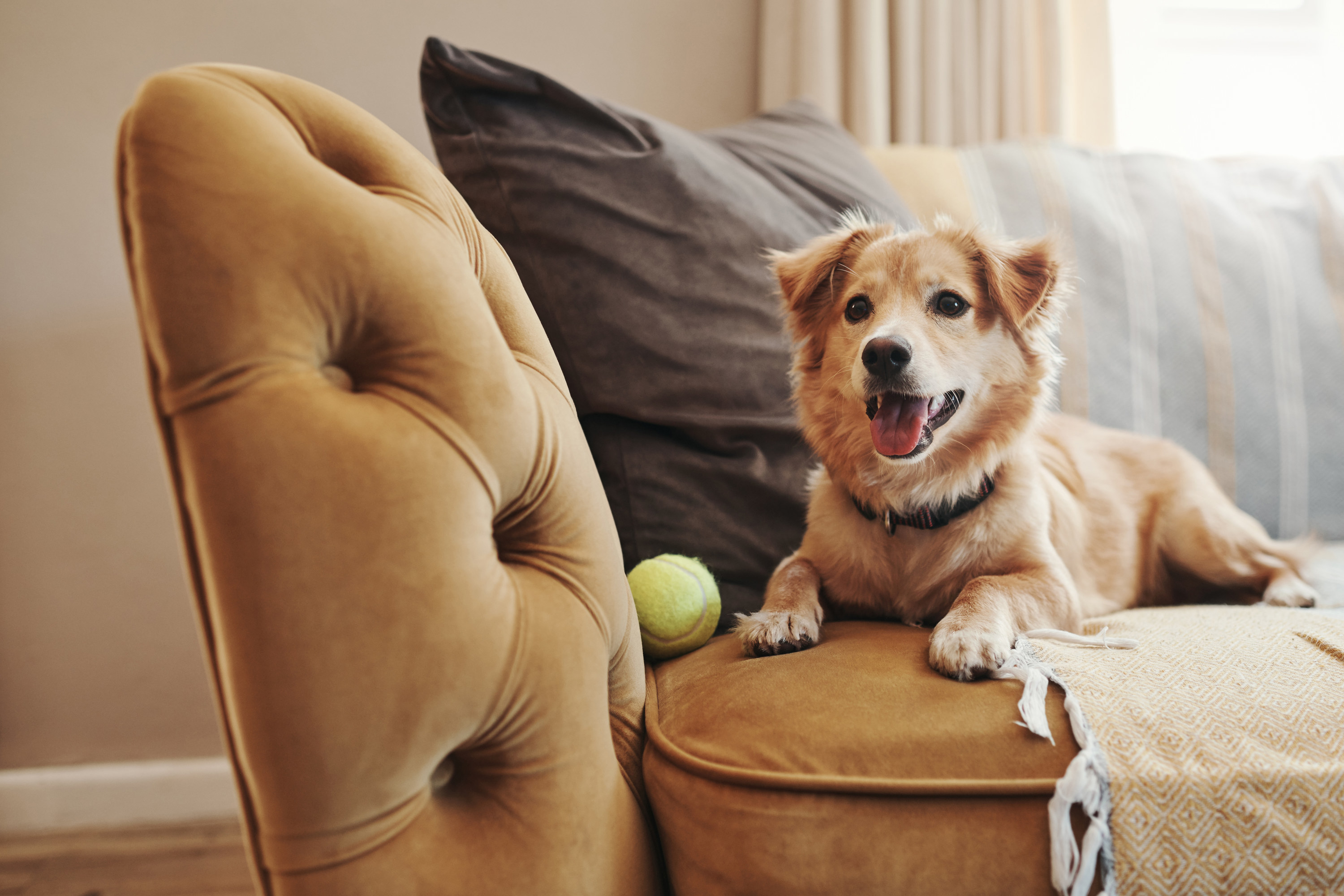 A dog on the couch with his ball
