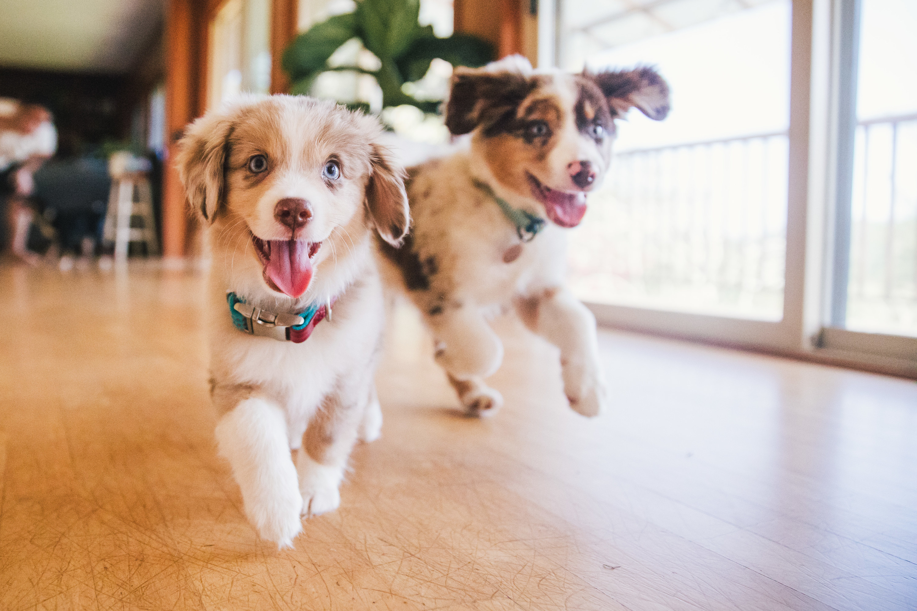Two puppies running together