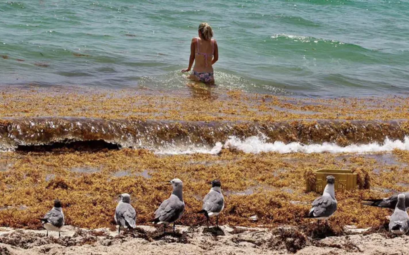a woman swims at the beach but the water is filled with clumpy brown algae. also some seagulls are in the foreground