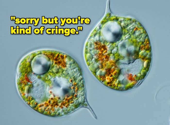 microscope image of two cells with the text, sorry but you&#x27;re kind of cringe