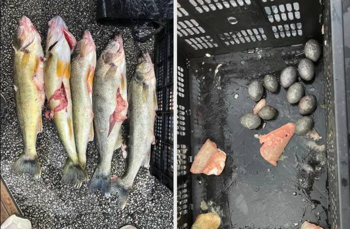 Five fish are sliced open in one photo. In the next, we see fish flesh and 10 circular lead weights at the bottom of a basket