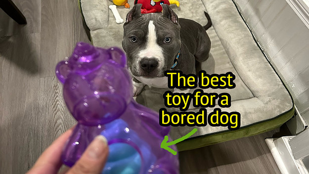 https://img.buzzfeed.com/buzzfeed-static/static/2023-03/29/17/campaign_images/90466b4cd5fe/this-under-10-treat-dispensing-dog-toy-has-kept-m-3-1445-1680111947-0_16x9.jpg