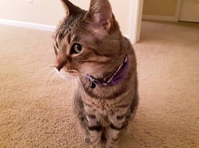 reviewer&#x27;s cat wearing the color in purple