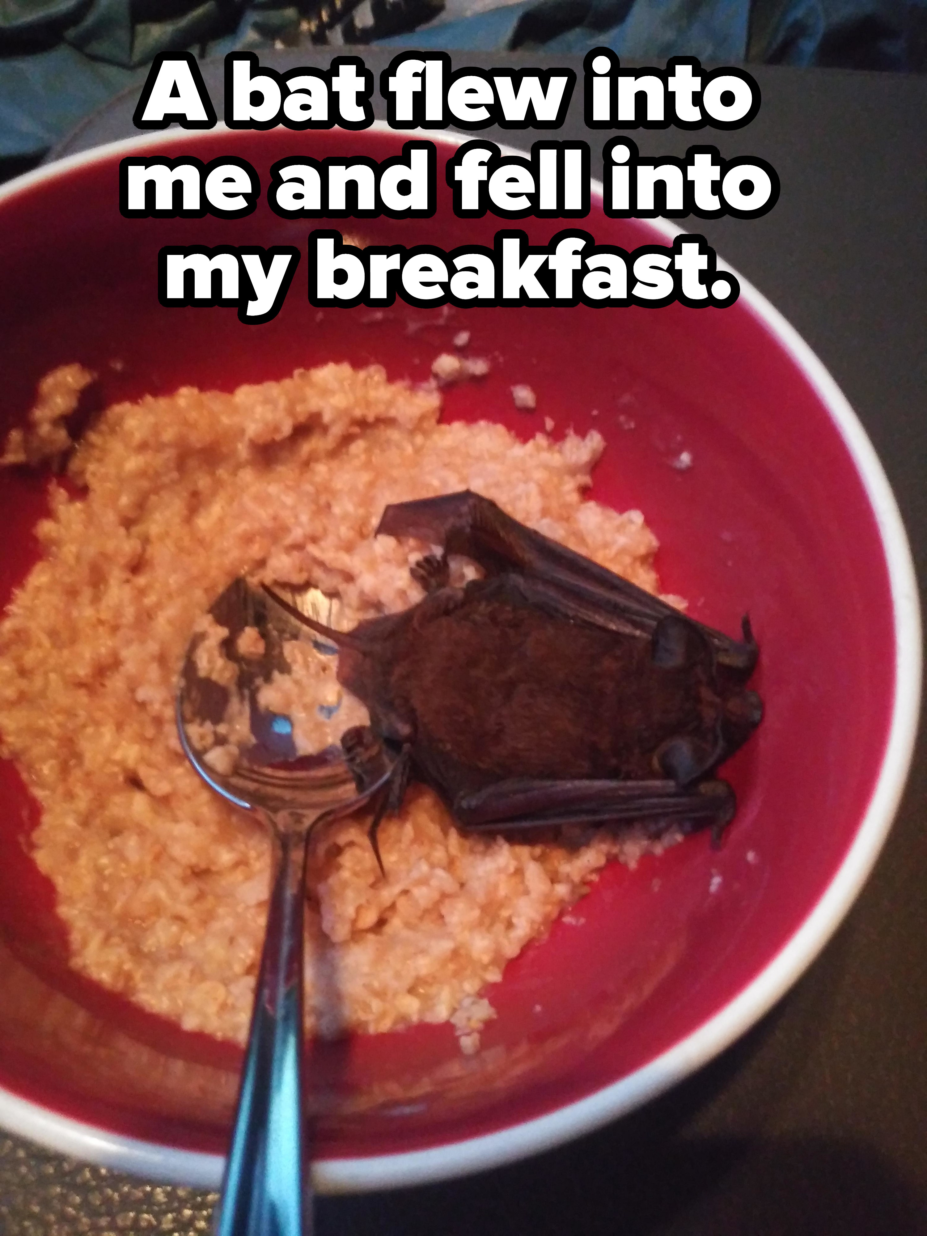 Bat lying in a bowl of cereal with caption, &quot;A bat flew into me and fell into my breakfast&quot;