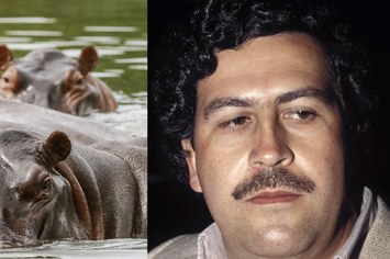 A photo of hippos and Pablo Escobar