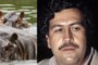 A photo of hippos and Pablo Escobar