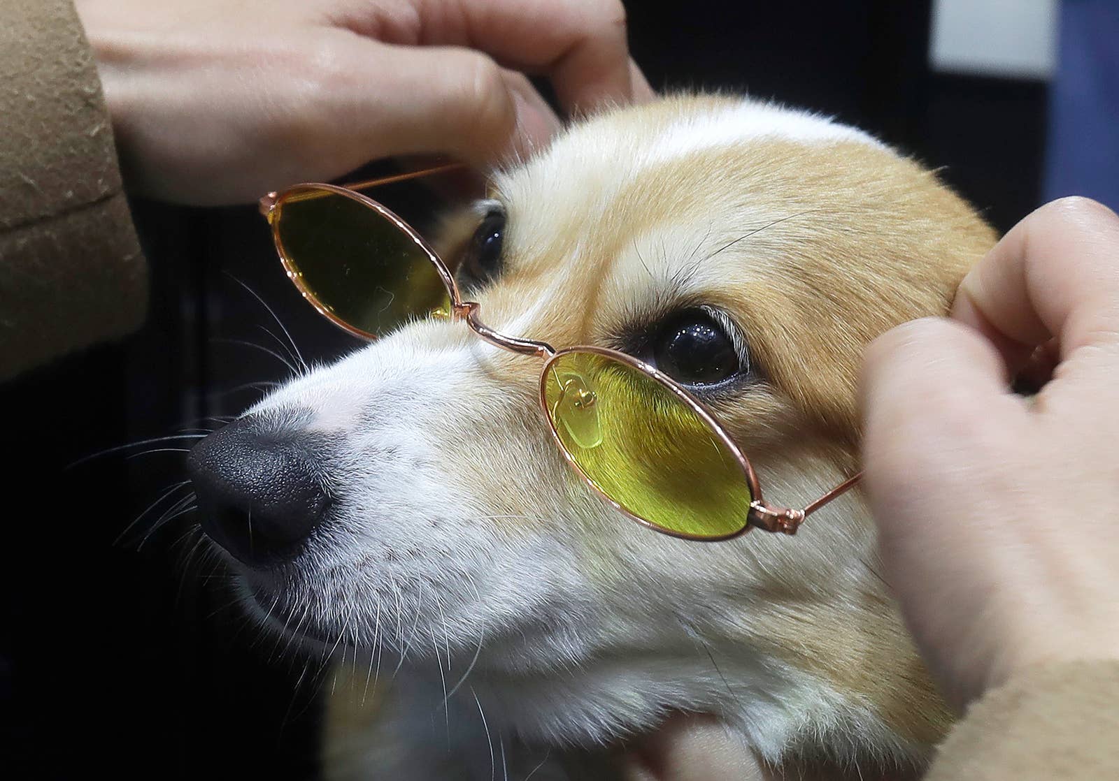 A corgi looks upward wearing glasses with yellow-tinted lenses