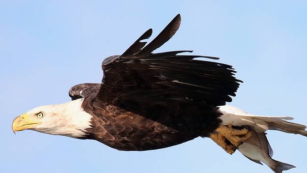 Two Honduran nationals living in Nebraska have been arrested and face criminal charges after they admitted to killing a bald eagle and intending to eat it.