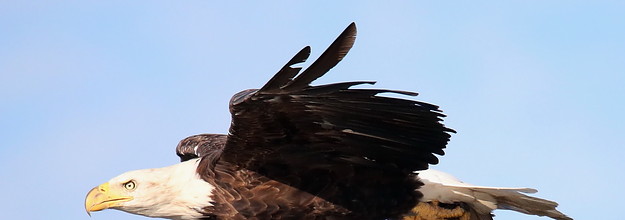 2 men hunted and killed a bald eagle in Nebraska, officials say, Nation &  World News