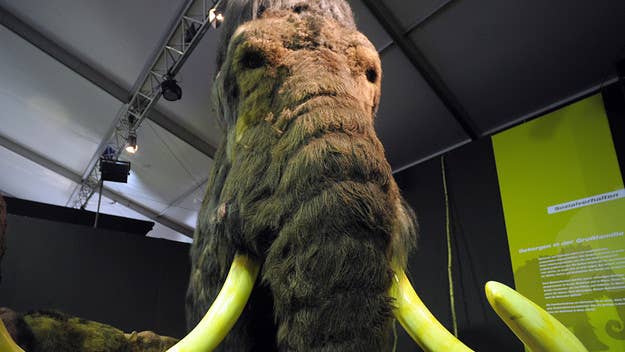 A giant meatball containing DNA from the long-extinct woolly mammoth was created in a lab by scientists from Vow, an Australian cultured meat firm.