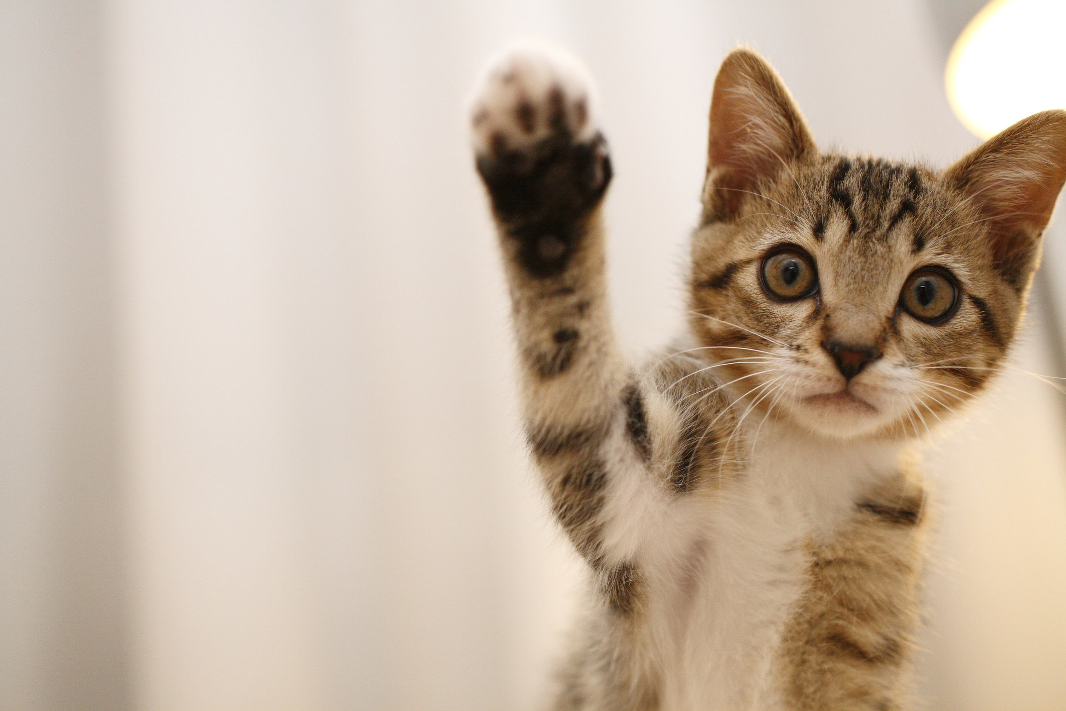 A cat with its paw in the air
