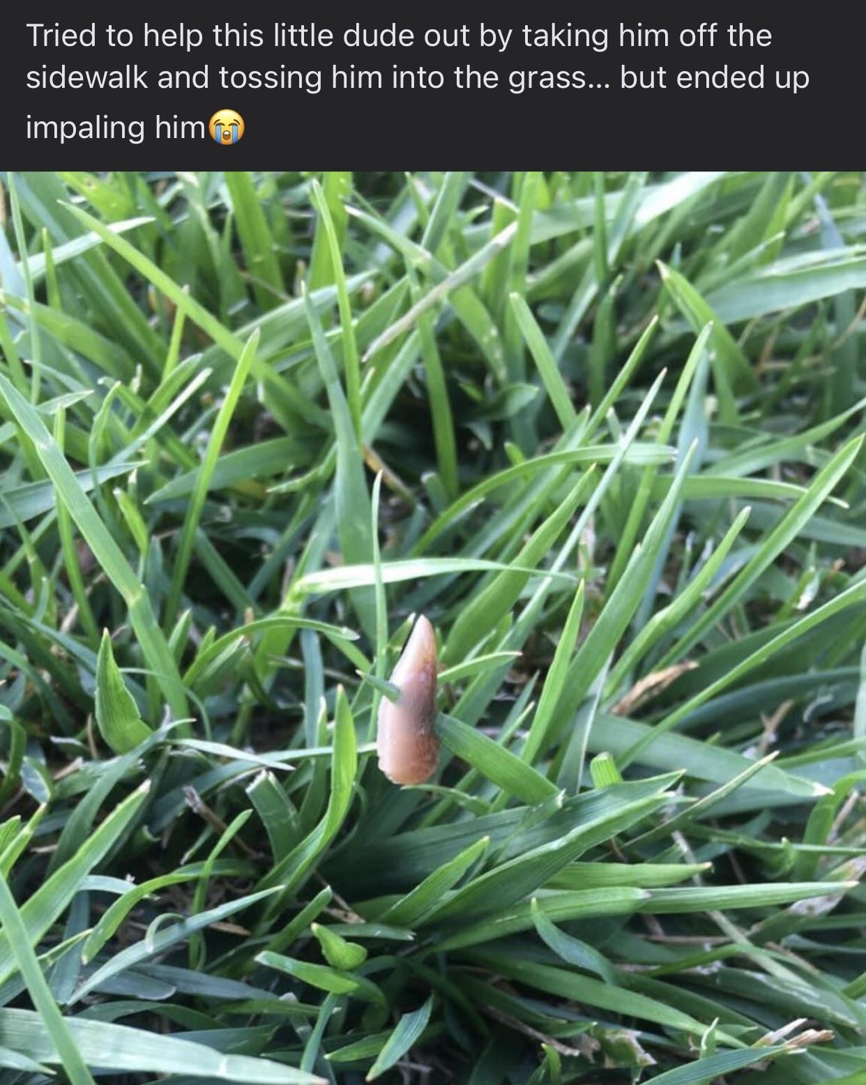 A slug impaled by a leaf
