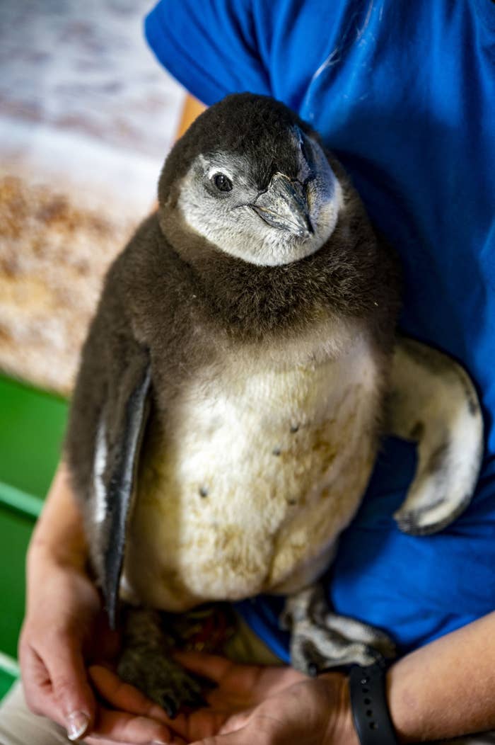 New baby penguin at the Long Island Aquarium in Riverhead, New York on May 21, 2021.