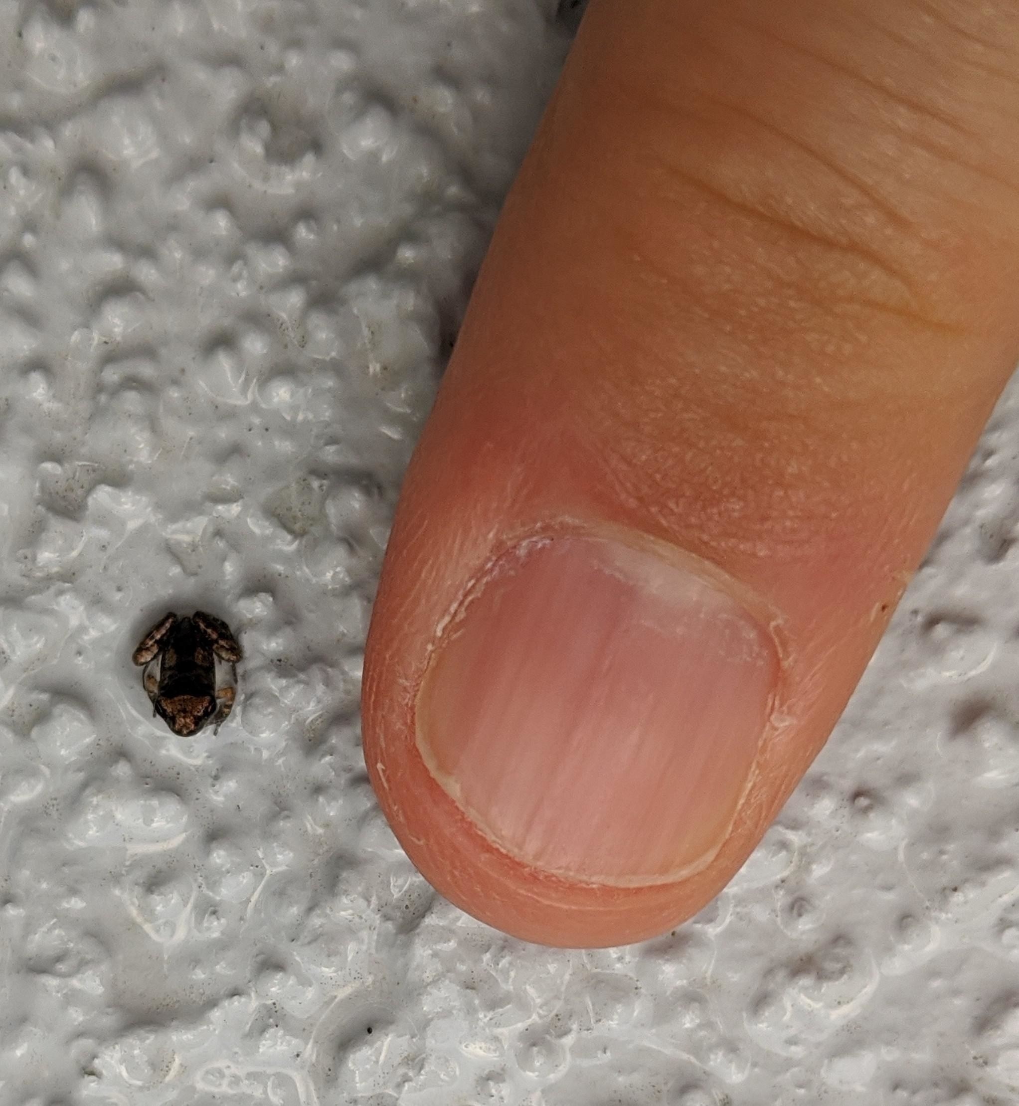 A tiny frog next to someone&#x27;s finger