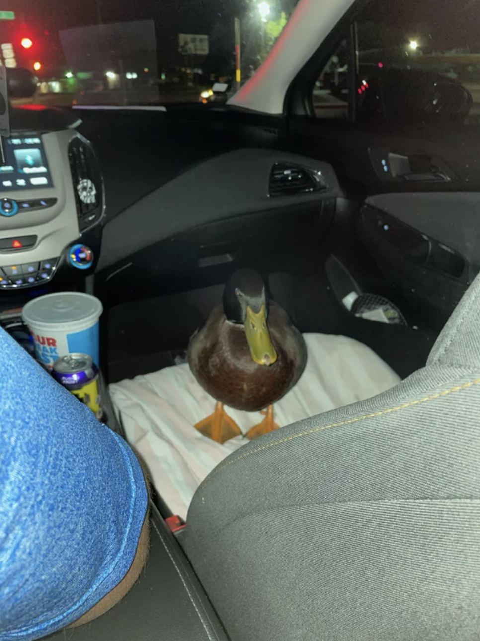 duck in the passenger seat