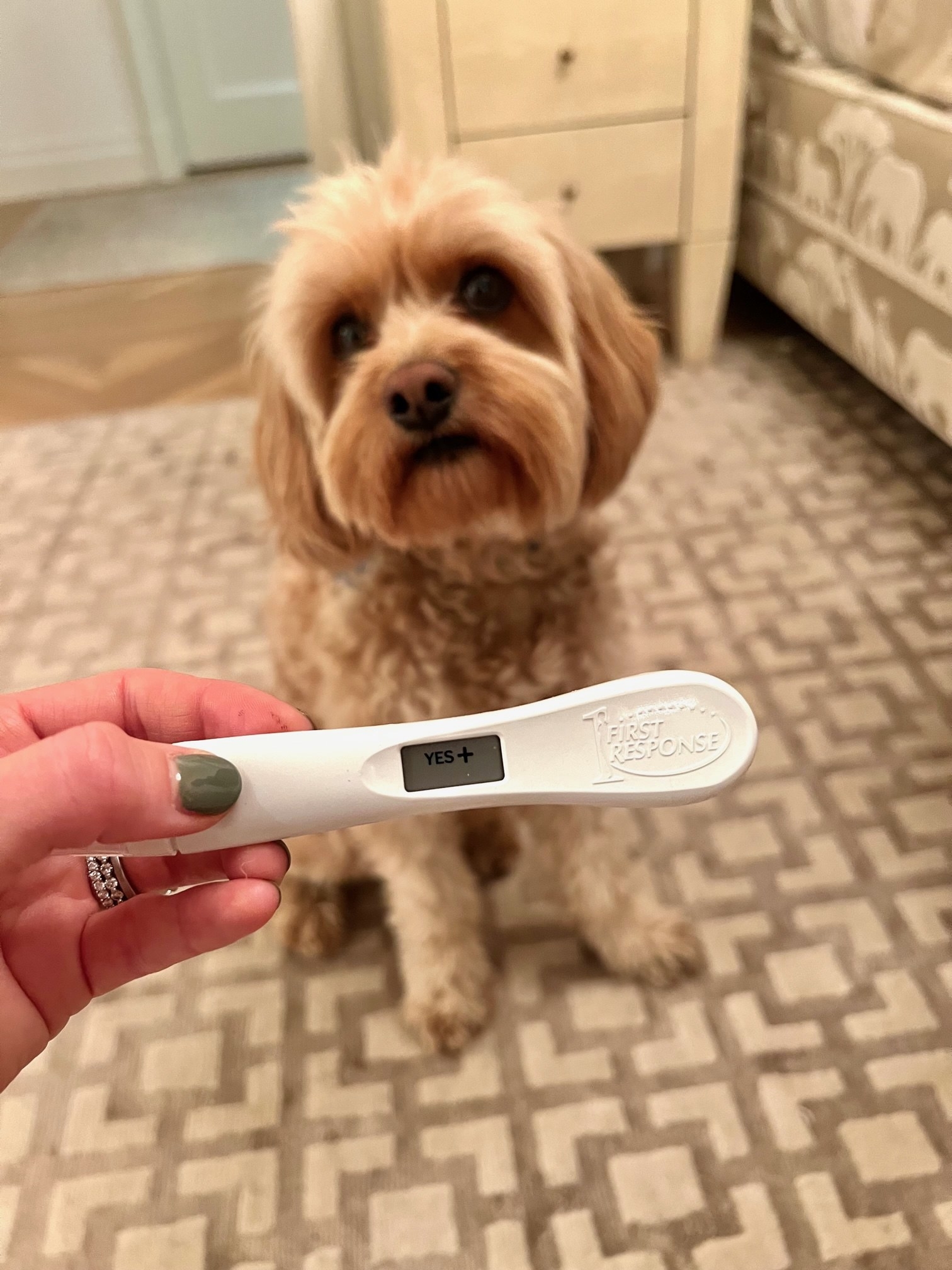 My dog with a pregnancy test.