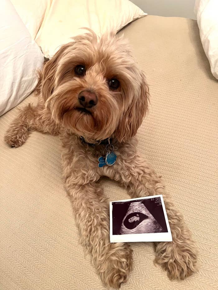 My dog and my ultrasound.