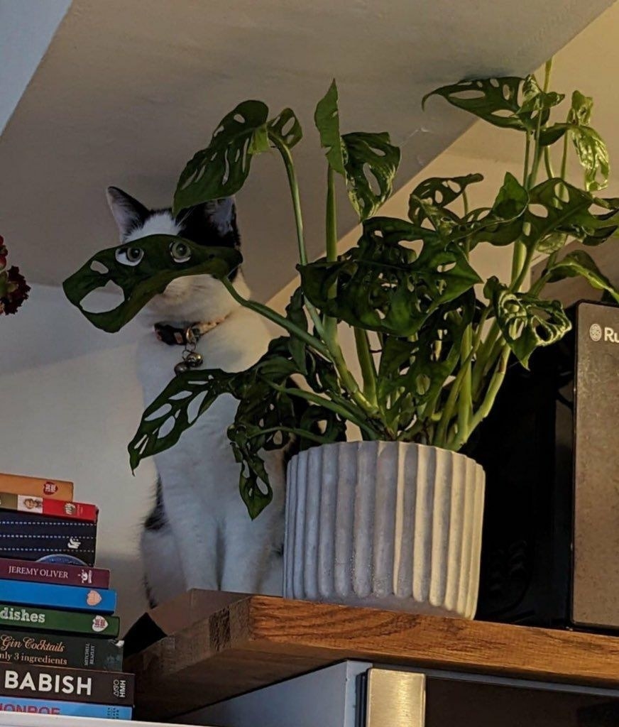 cat&#x27;s eyes poking through a plant