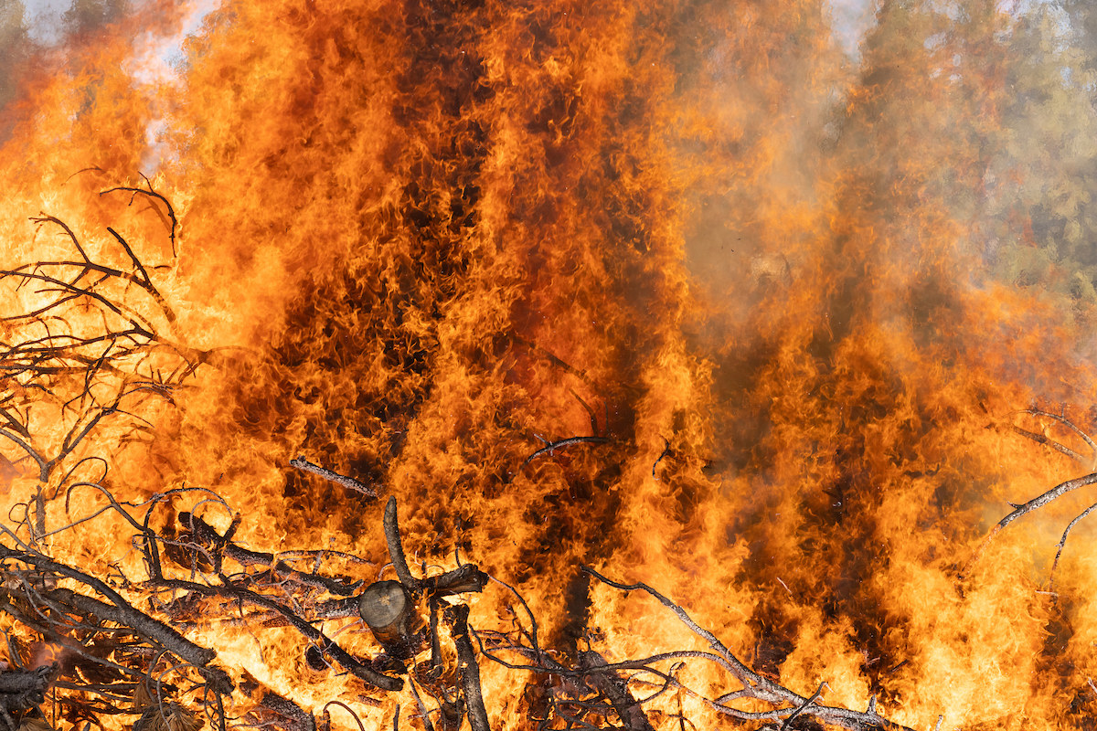 A close up of a raging fire with orange and black flames shooting up 10-15 feet and forest debris crumbling in the heat