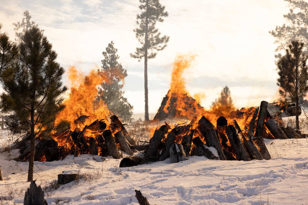 Several piles of wood burning with tall flames, surrounded by snow and pine trees