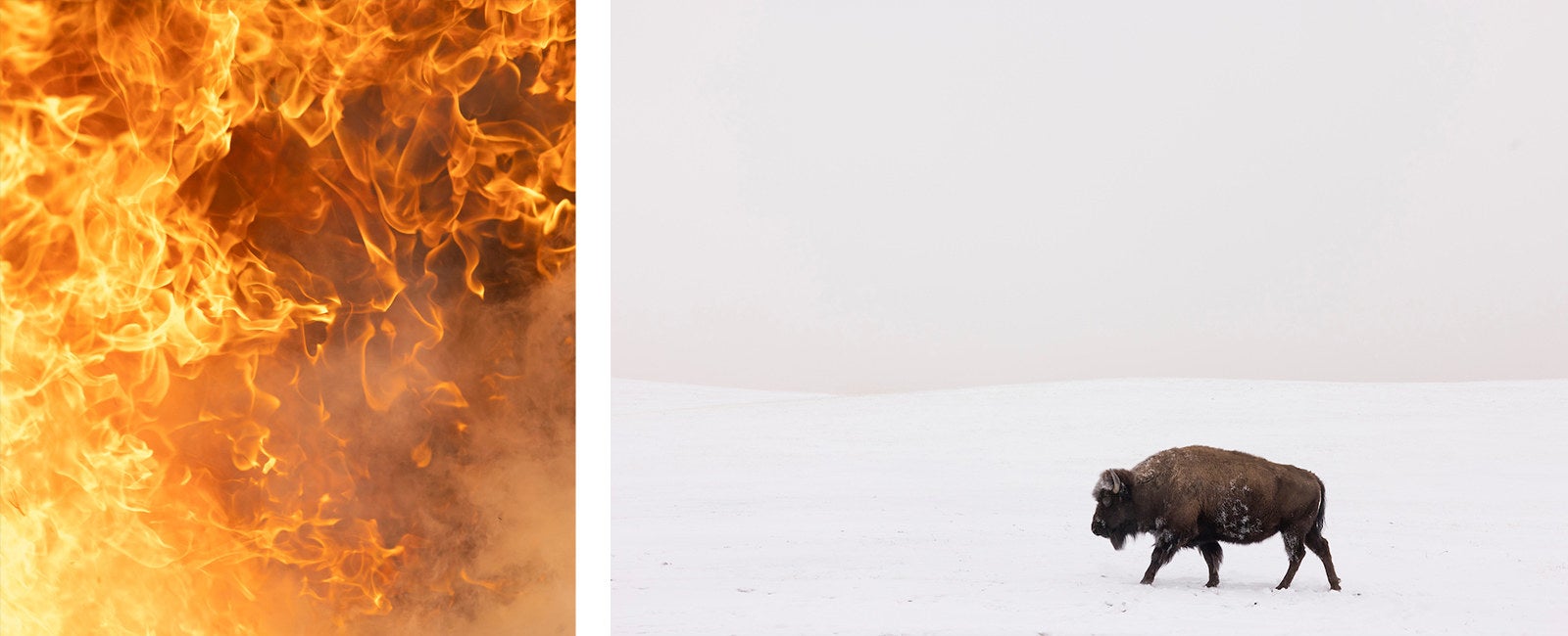 Left: a close-up picture of flames, Right: a buffalo crossing a field of white snow in Custer State Park
