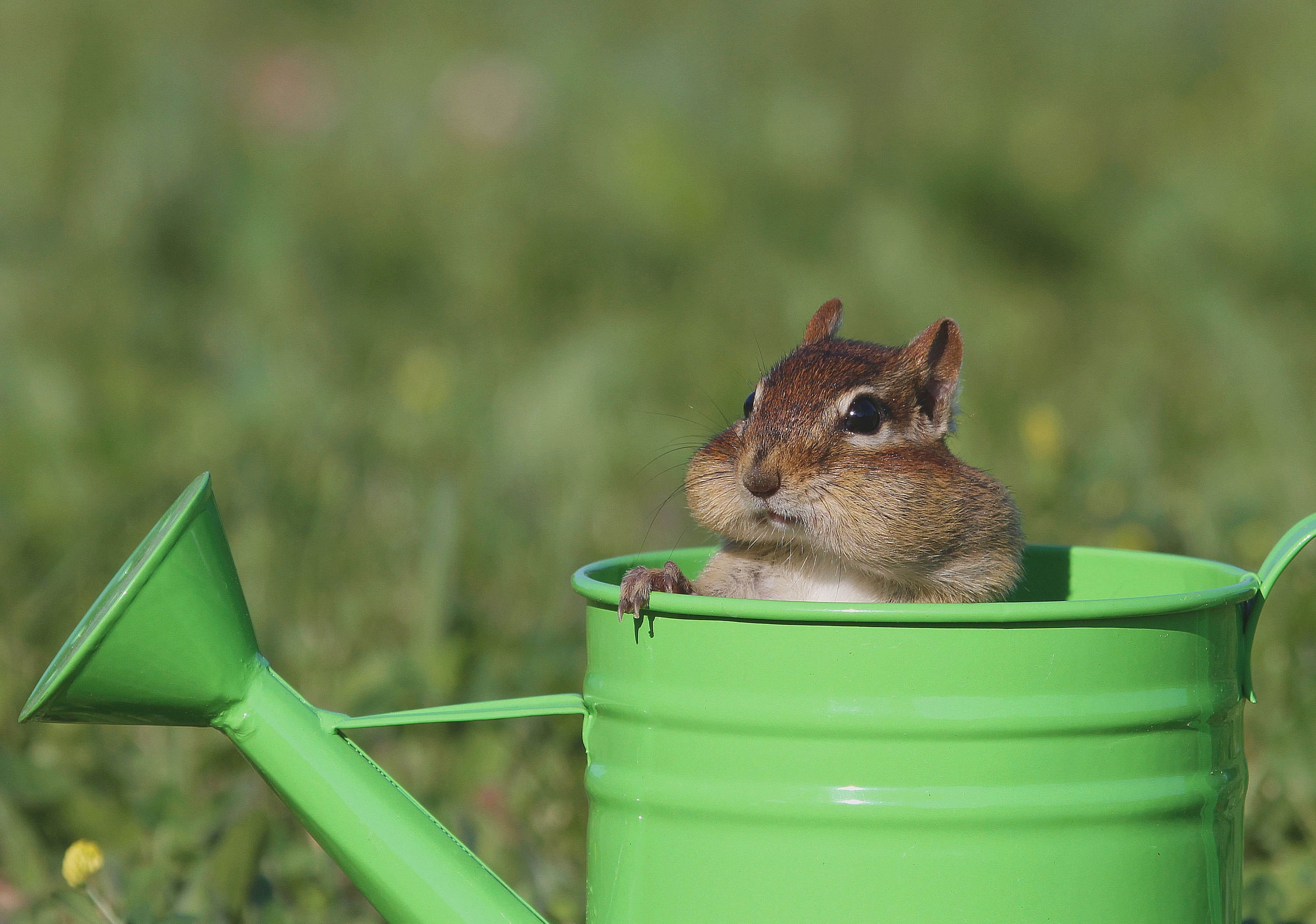 chipmunk peeking out of watering can