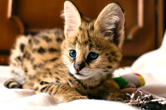 serval kitten lying on bed