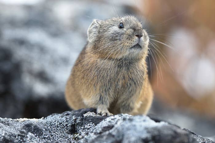 Pika on a rock