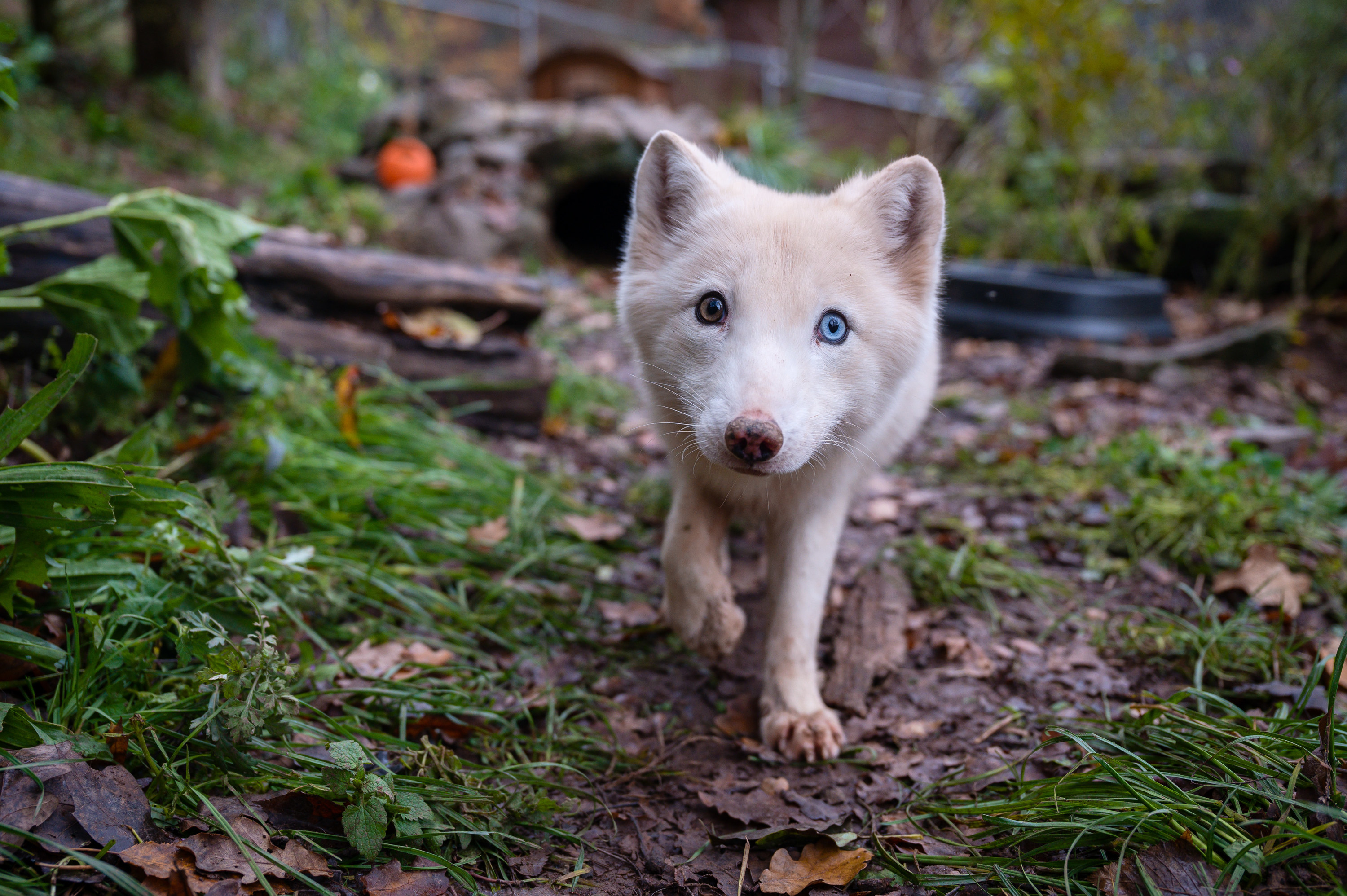 arctic fox looking at camera