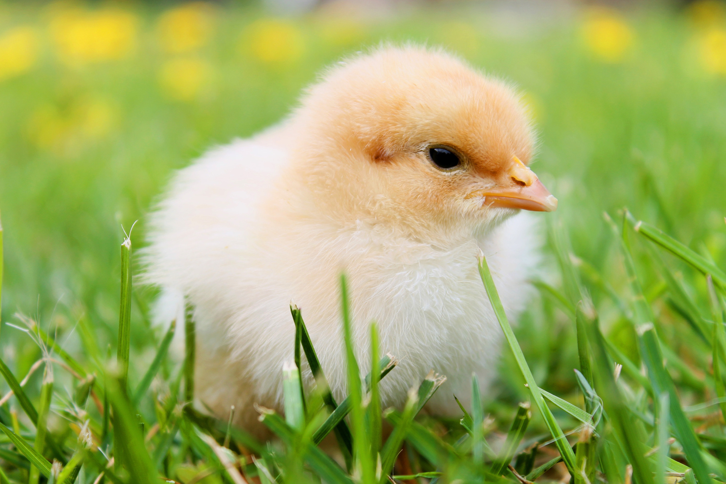 baby chick walking in grass