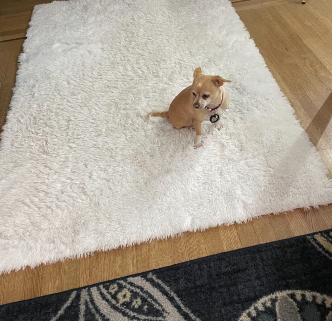 a reviewer photo of a dog sitting on the white rug