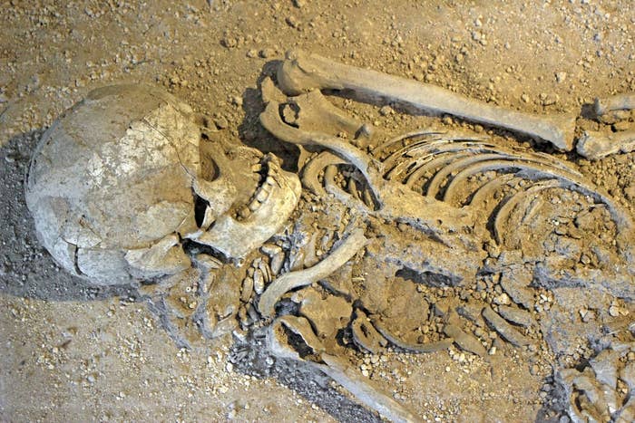 The top half of a human skeleton lying in brown earth from an archaeological excavation