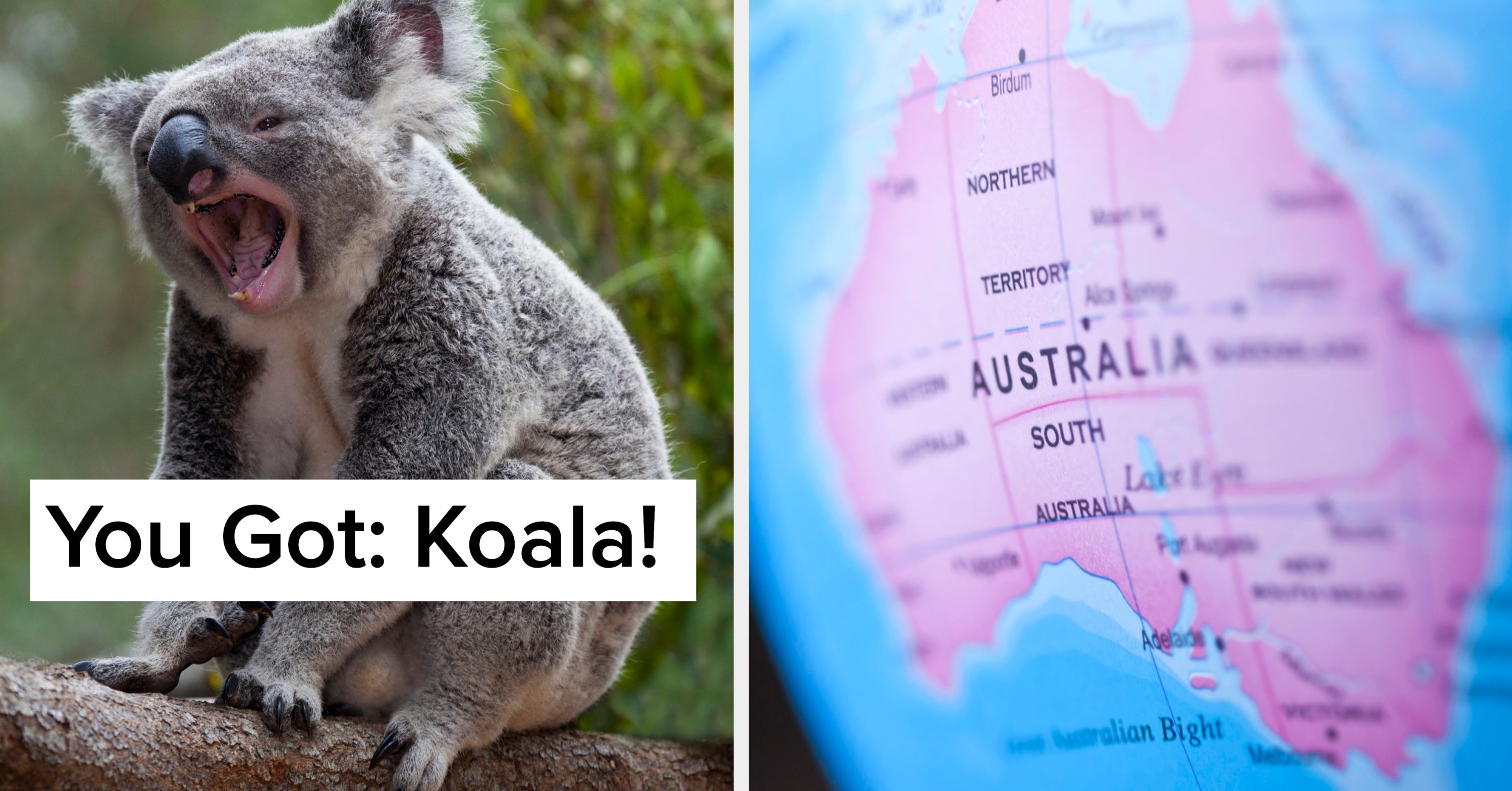 Take A Trip To Australia To Reveal Which Australian Animal You Are