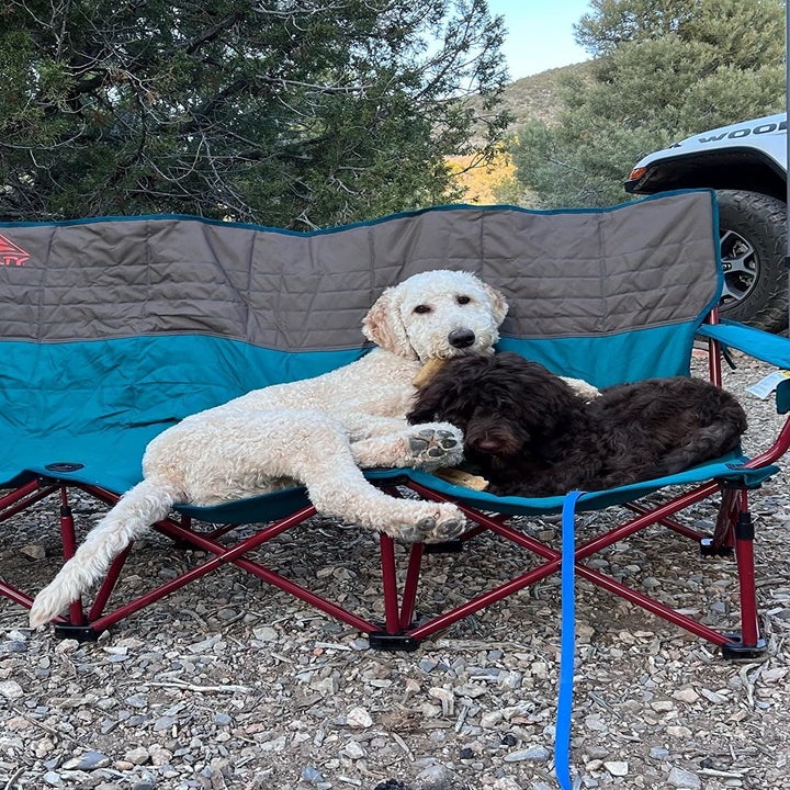 reviewer's two dogs sitting on the foldable three-person seat in blue, red, and grey