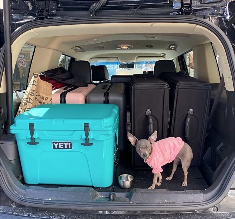 reviewer&#x27;s teal small yeti cooler in the back of their car with their dog